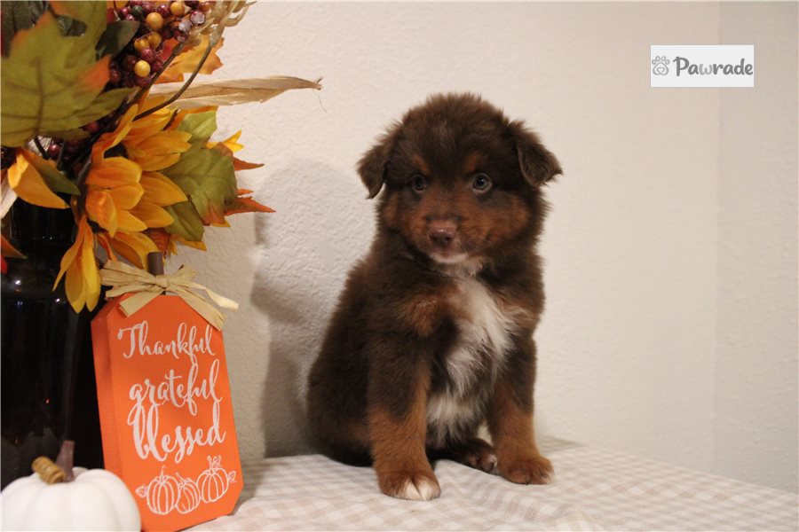 Watson, male Miniature Australian Shepherd puppy for sale