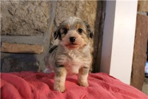 Baroness - Aussiedoodle for sale
