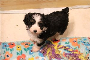 Countess - Aussiedoodle for sale