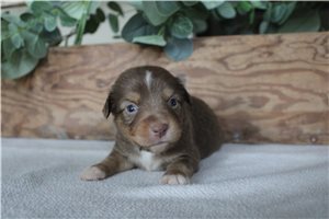 Woodrow - puppy for sale
