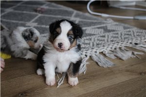 Argyle - puppy for sale