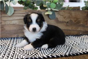 Teagan - Australian Shepherd for sale
