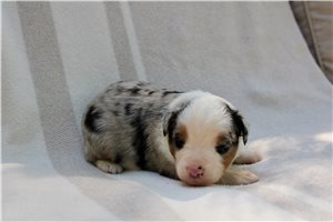 Tracker - Australian Shepherd for sale
