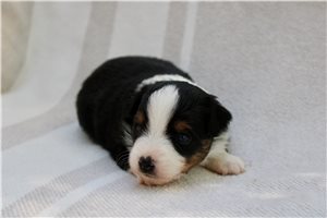 Teagan - puppy for sale
