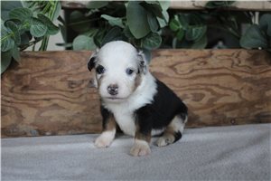 Walker - puppy for sale