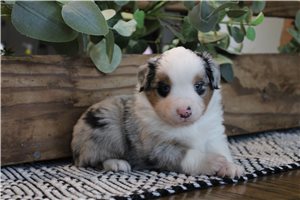 Tracker - Australian Shepherd for sale