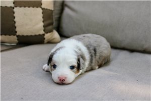 Simon - puppy for sale