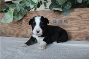 Wilma - puppy for sale