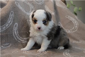 Shyla - Australian Shepherd for sale