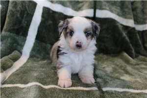Timon - Australian Shepherd for sale