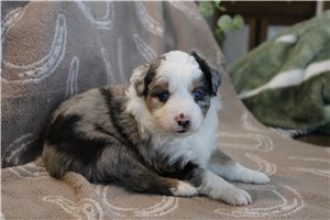 Silver - Australian Shepherd for sale