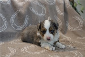 Sally - Australian Shepherd for sale
