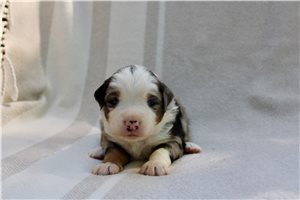 Theo - puppy for sale