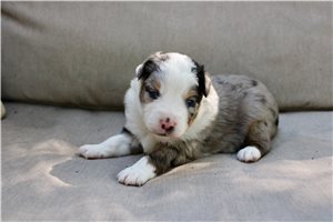 Silver - Australian Shepherd for sale