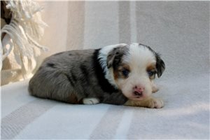 Timon - puppy for sale