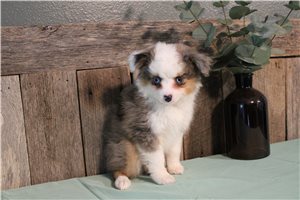 Shyla - Australian Shepherd for sale