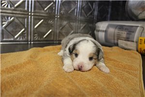 Benjamin - Miniature Australian Shepherd for sale