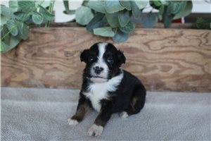 Wendi - Miniature Australian Shepherd for sale