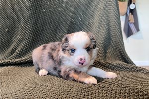 Pandora - puppy for sale