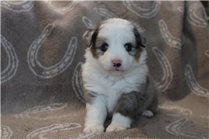 Simon - Australian Shepherd for sale