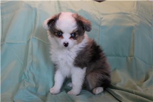 Shyla - Australian Shepherd for sale