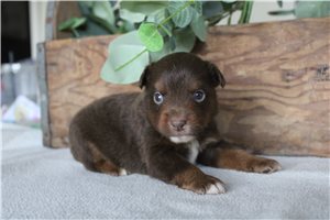 Watson - puppy for sale