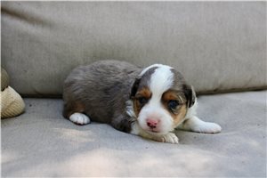 Sally - puppy for sale