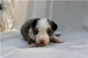 Tori - puppy for sale