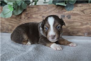 Wesley - Miniature Australian Shepherd for sale