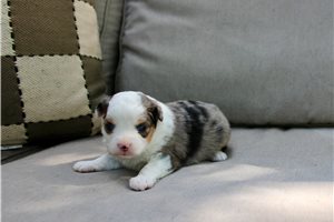 Shyla - puppy for sale