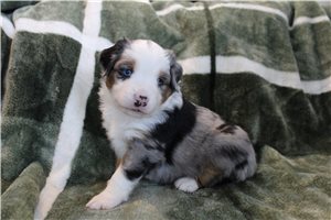 Theo - Australian Shepherd for sale
