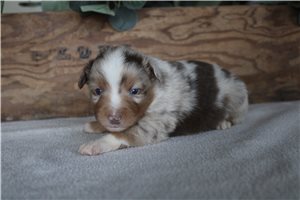 Wyatt - puppy for sale