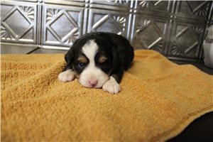 Bennett - Miniature Australian Shepherd for sale
