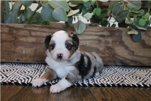 Tori - Australian Shepherd for sale