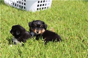 Ozzie - puppy for sale