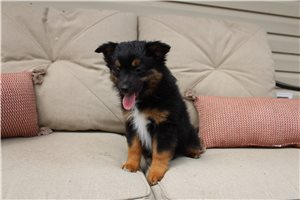 Cate - Miniature Australian Shepherd for sale