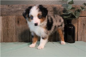 Tori - Miniature Australian Shepherd for sale