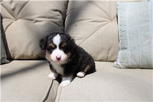 Bennett - Miniature Australian Shepherd for sale