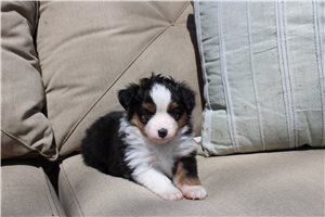 Argyle - Miniature Australian Shepherd for sale