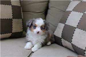 Poppy - Miniature Australian Shepherd for sale