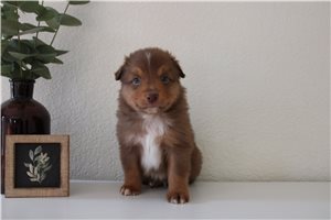 Miranda - Miniature Australian Shepherd for sale