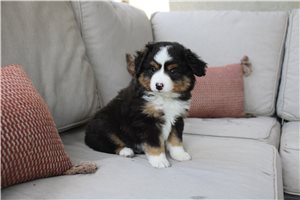 Bennett - Miniature Australian Shepherd for sale