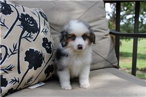 Timon - Miniature Australian Shepherd for sale