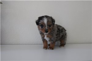 Sean - puppy for sale