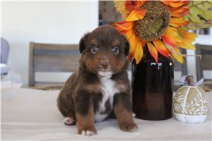 Watson - Miniature Australian Shepherd for sale