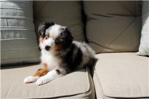Tori - Miniature Australian Shepherd for sale