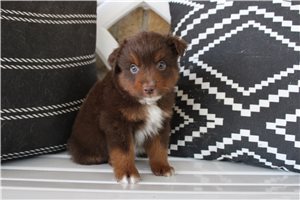 Watson - Miniature Australian Shepherd for sale