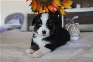 Wilma - Miniature Australian Shepherd for sale