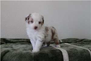 Livv - Miniature Australian Shepherd for sale