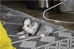 Benjamin - Miniature Australian Shepherd for sale